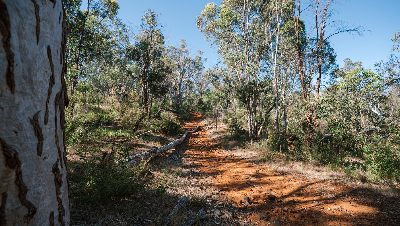 A bush walking track in the Perth hills