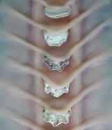 Detail of Zoonoisis, Erin Coates, 2020, sculptural prop made of silicon and oystershell. 