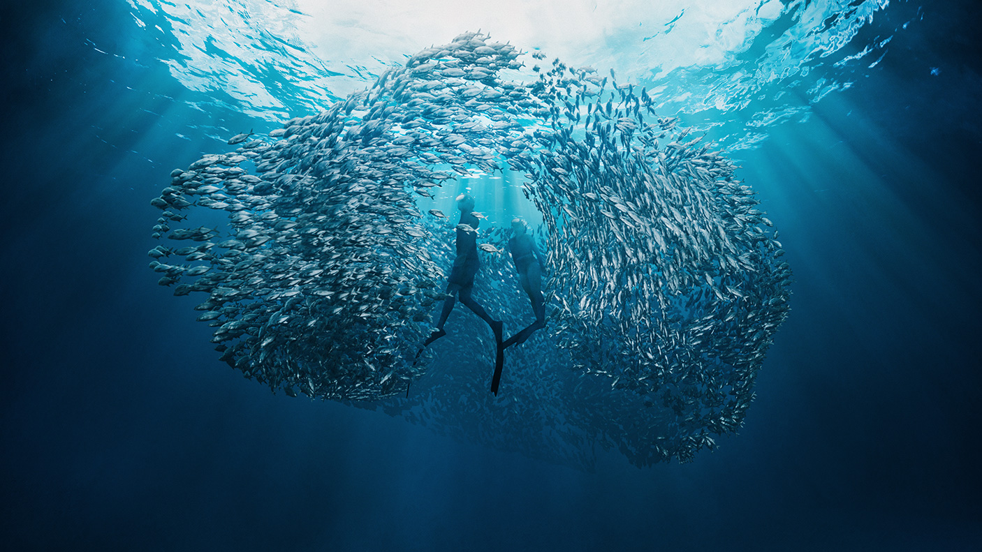 An underwater scene with divers and fish at Nigaloo