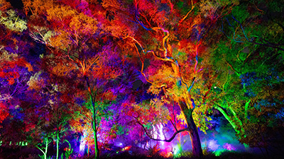 Trees illuminated with colourful lights at an outdoor night-time light installation